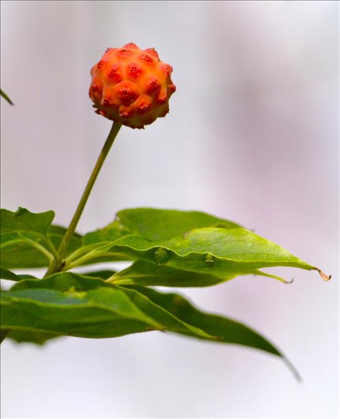 Dogwood Seed