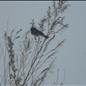 Snow -Saint Paris -12/26/12 -3:00 pm